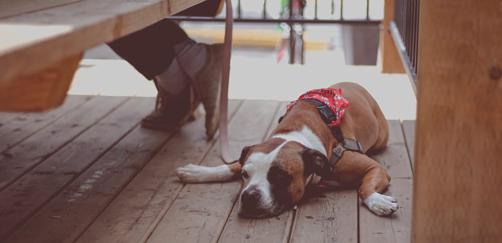 dog-friendly-bar-houston-outdoor-patio-the-cellar-bar